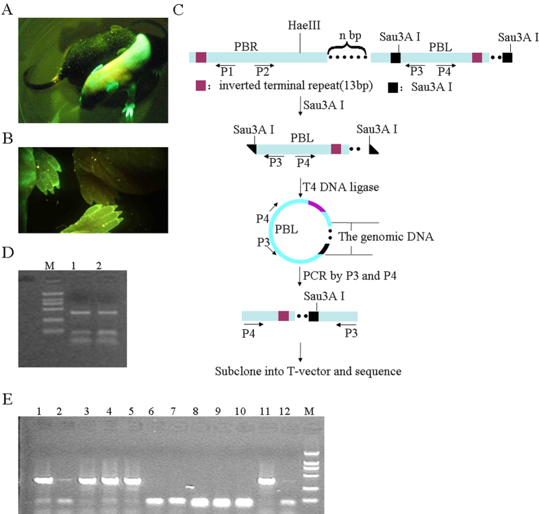 Figure 4