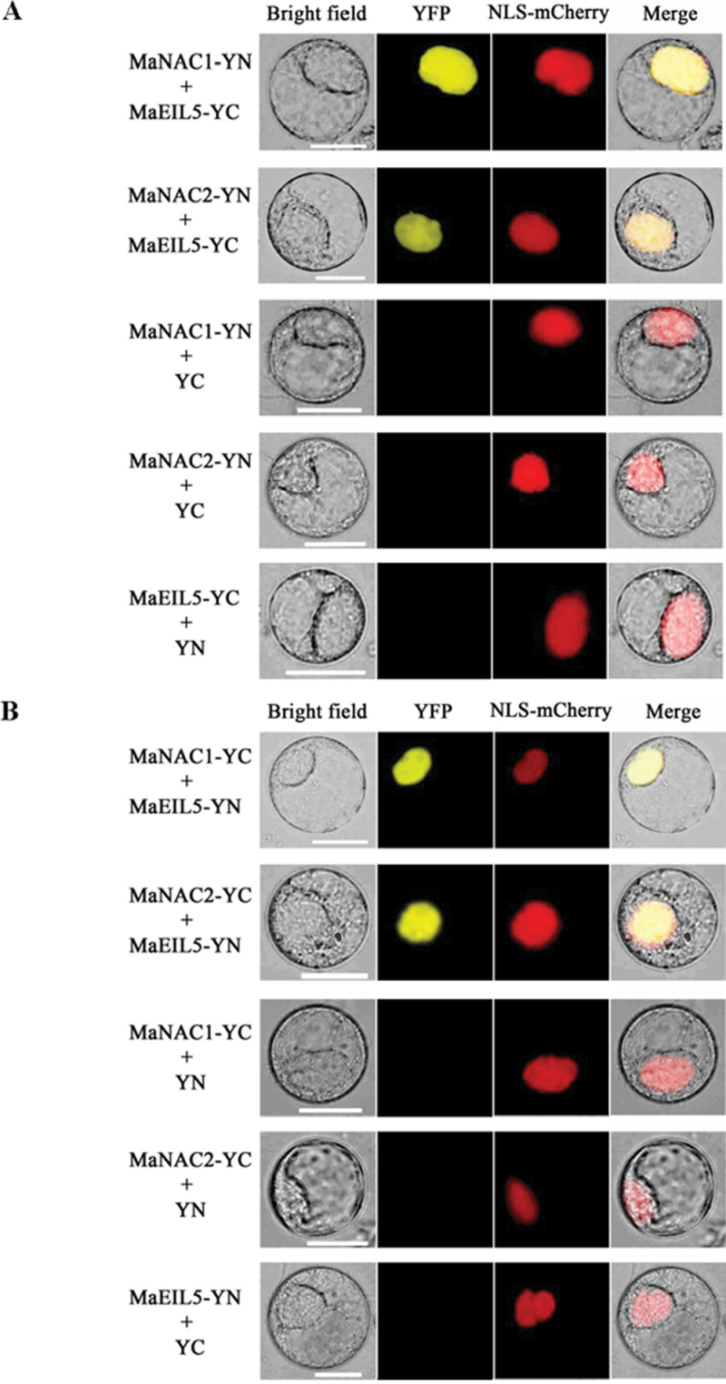 Fig. 10.