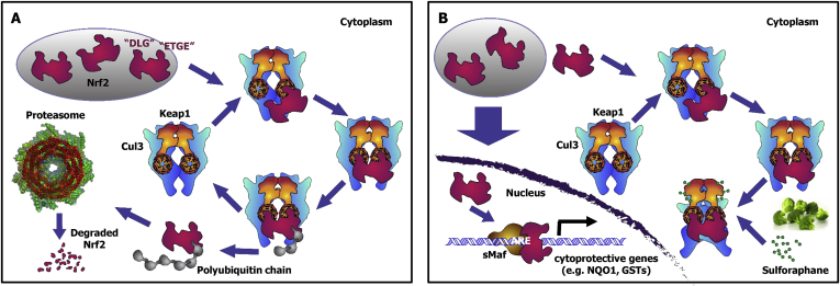 Fig. 3