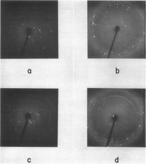 graphic file with name pnas00167-0124-a.jpg