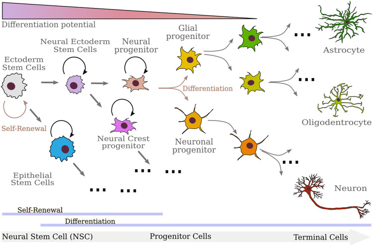 FIGURE 2