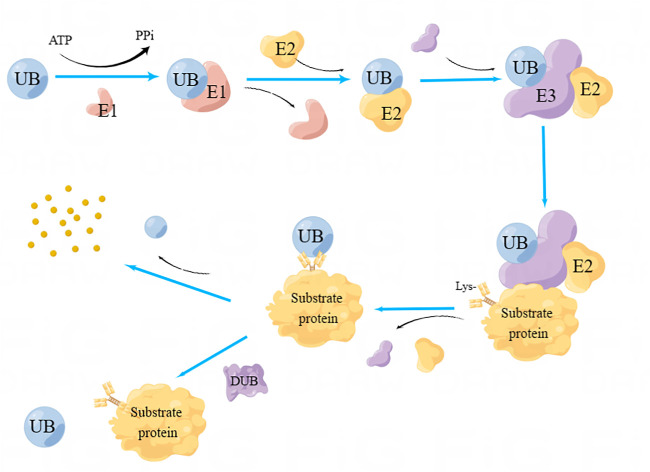 FIGURE 1