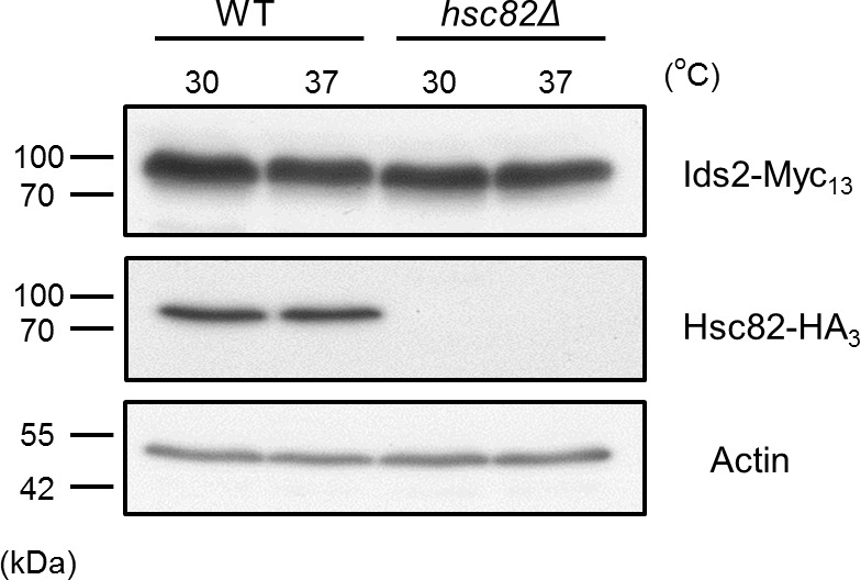 Figure 4—figure supplement 1.