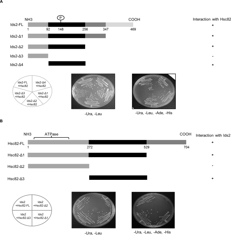 Figure 3—figure supplement 2.