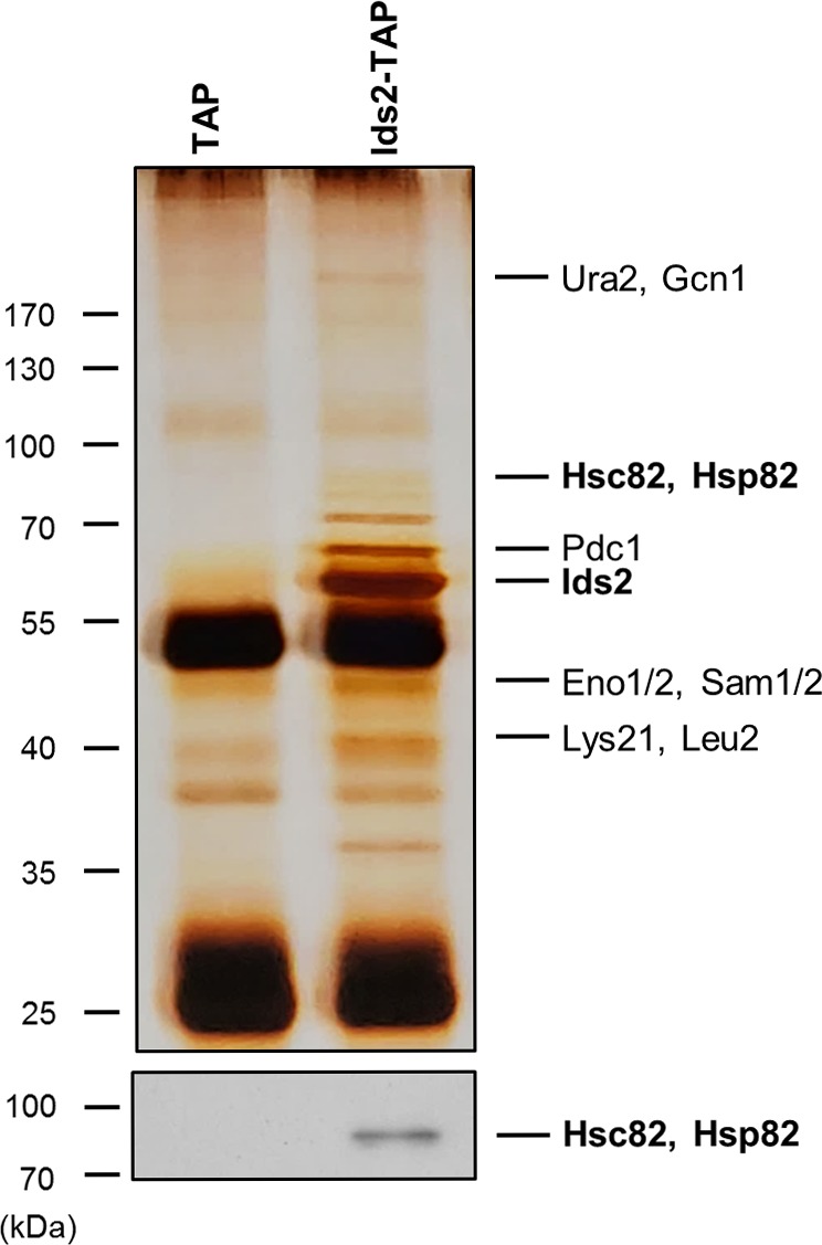 Figure 3—figure supplement 1.