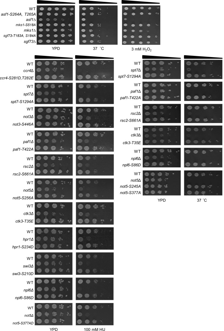 Figure 1—figure supplement 2.