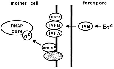 FIG. 7