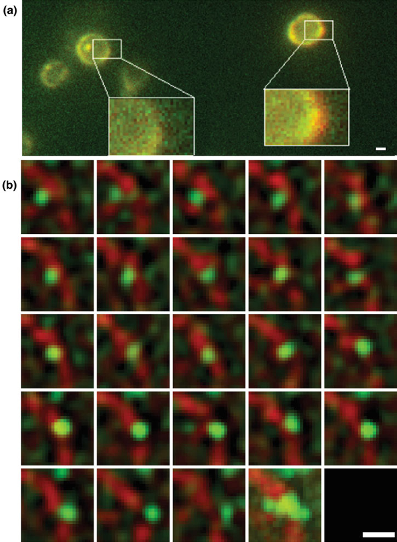 Fig. 3