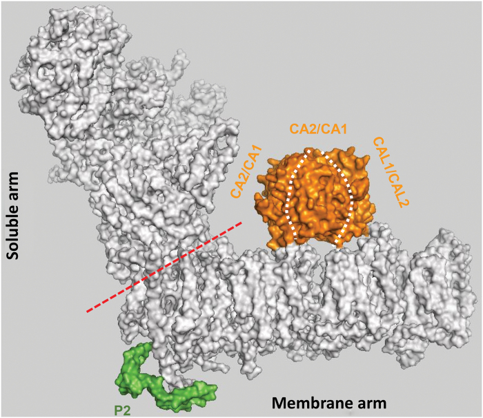 Fig. 1.