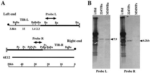 FIG. 1.