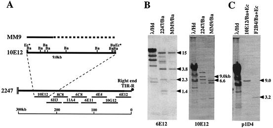 FIG. 2.