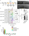 Figure 1.
<b>
<i>alg-1 </i>
deletion alleles cause a partial vulvaless phenotype
</b>