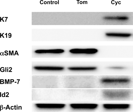 Fig. 9.