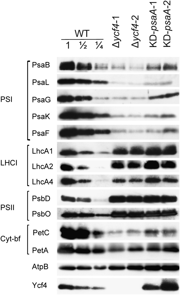 Figure 5.