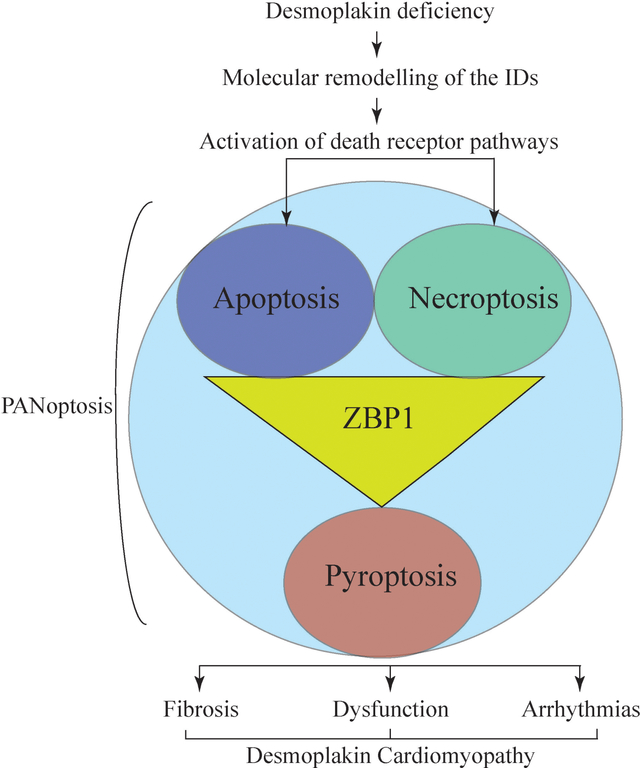 graphic file with name nihms-1846283-f0001.jpg