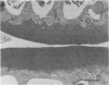 590