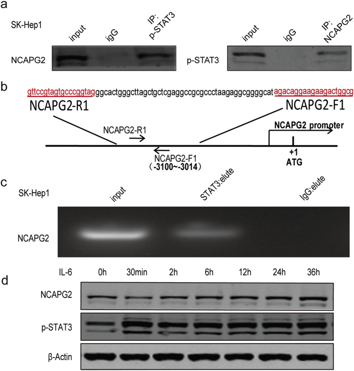 Supplementary Fig. 7