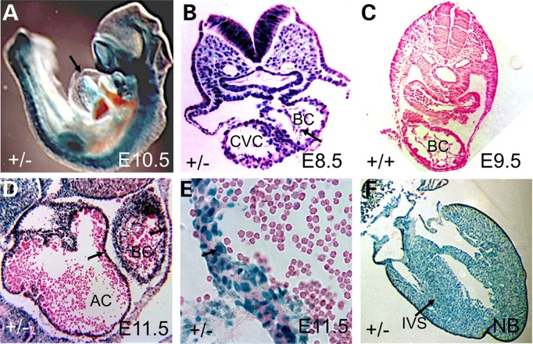 Figure 5.