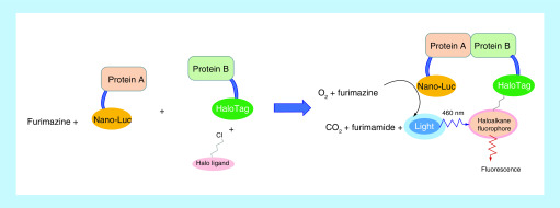 Figure 14. 