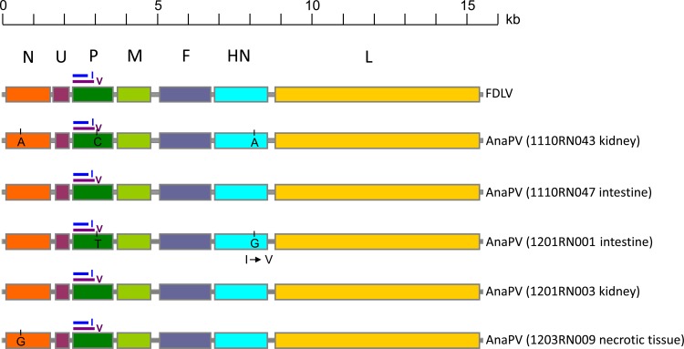 FIG 1