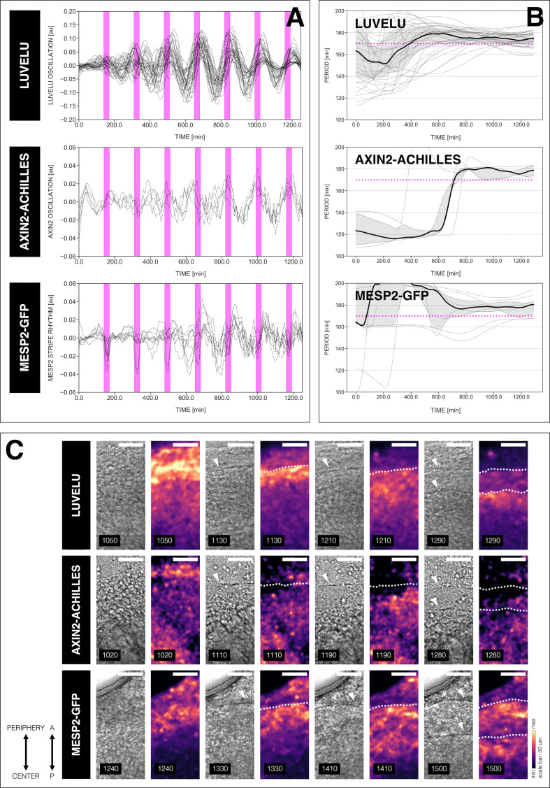 Figure 2—figure supplement 1.