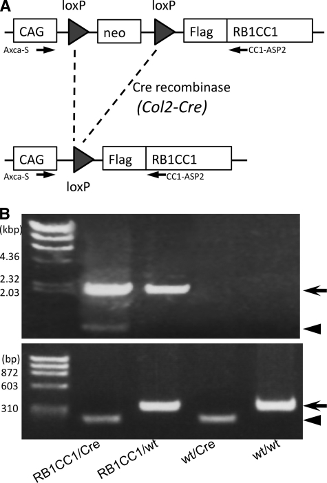 FIGURE 1.