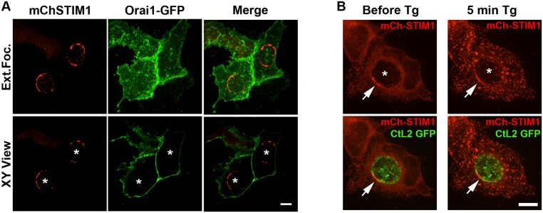 Fig 6