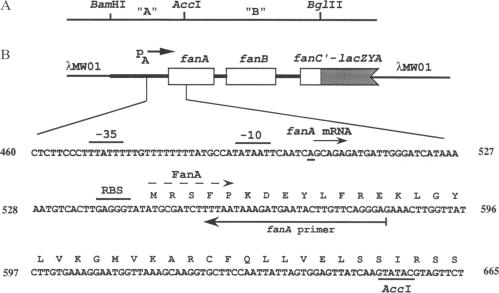 graphic file with name pnas01084-0041-a.jpg