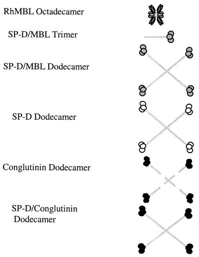 FIG. 1.