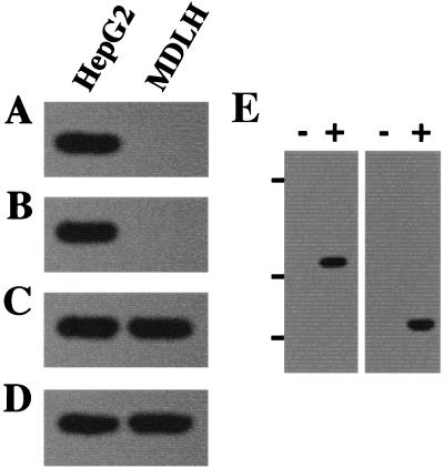 FIG. 5