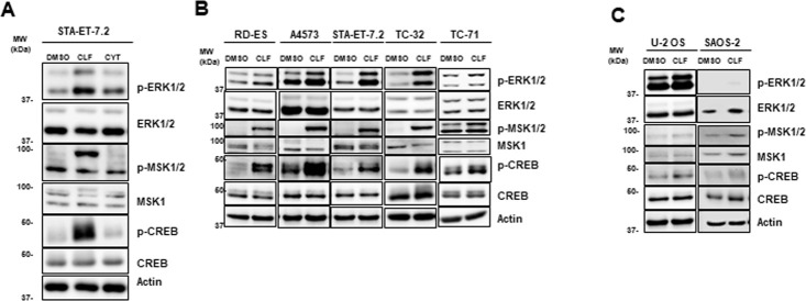 Fig 5