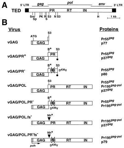 FIG. 1