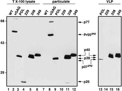 FIG. 7