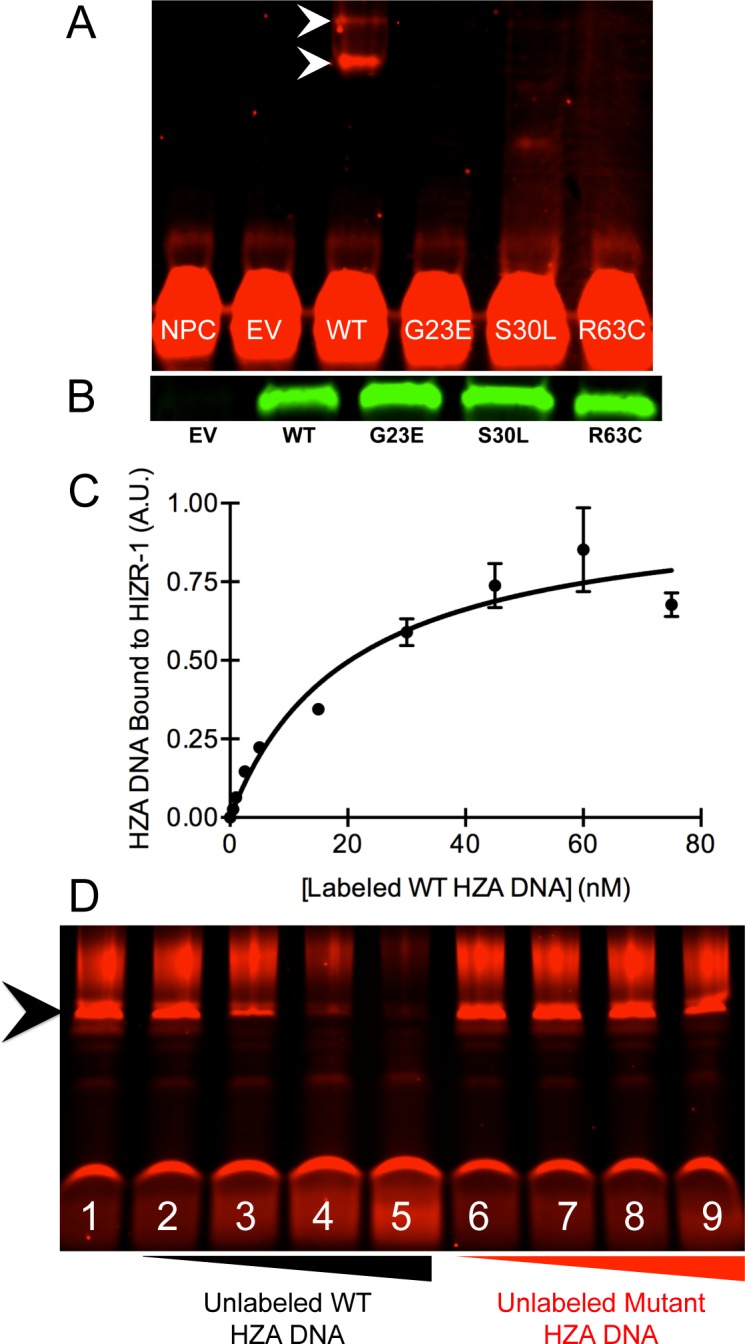 Fig 5