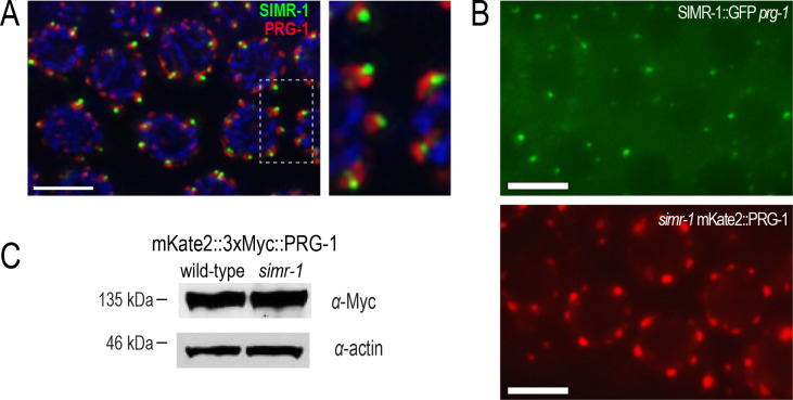 Figure 7—figure supplement 1.