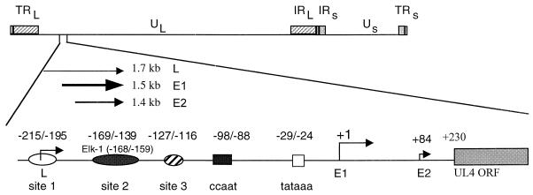 FIG. 1.