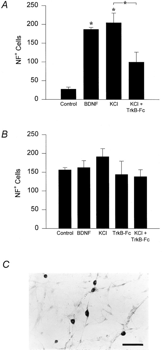 Fig. 10.