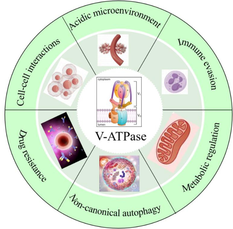 graphic file with name 12964_2024_1998_Figa_HTML.jpg