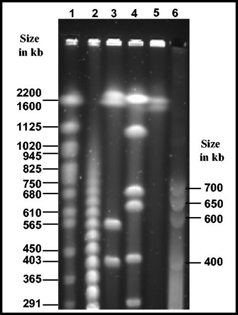 FIG. 5.