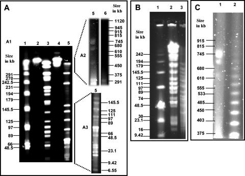 FIG. 6.