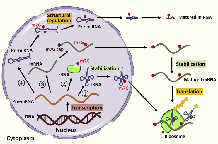 Figure 2