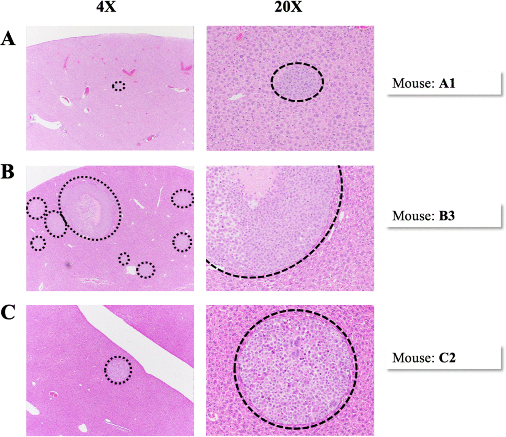 Figure 5.