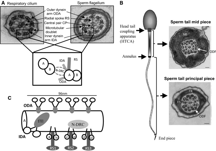 Fig. 1