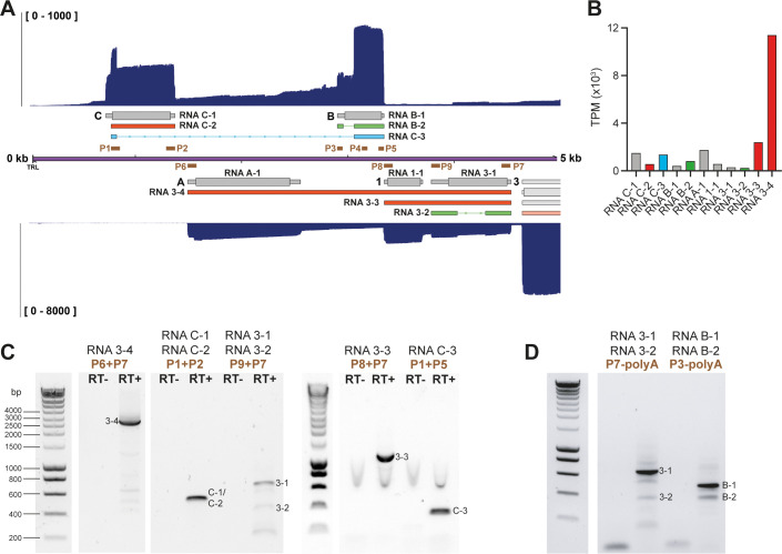 Fig 3