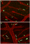 Fig. 12