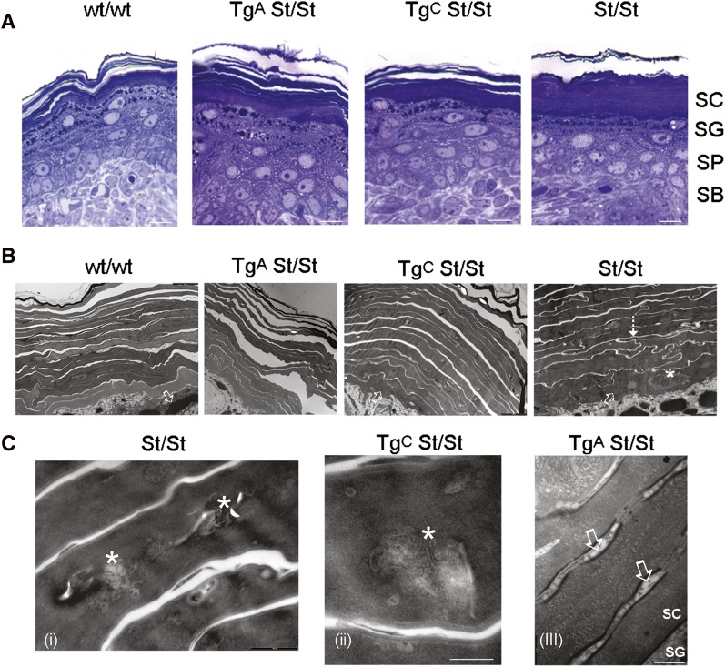 Fig. 7.