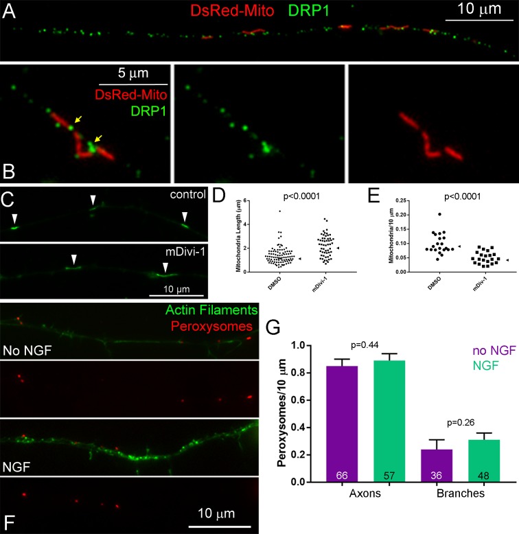 Figure 2—figure supplement 1.