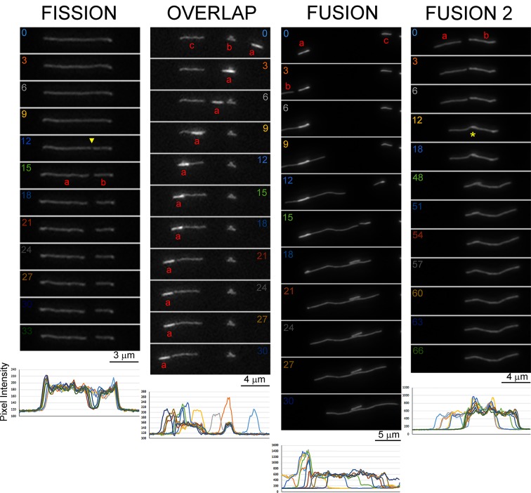 Figure 1—figure supplement 1.