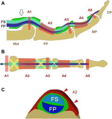 Fig. 1