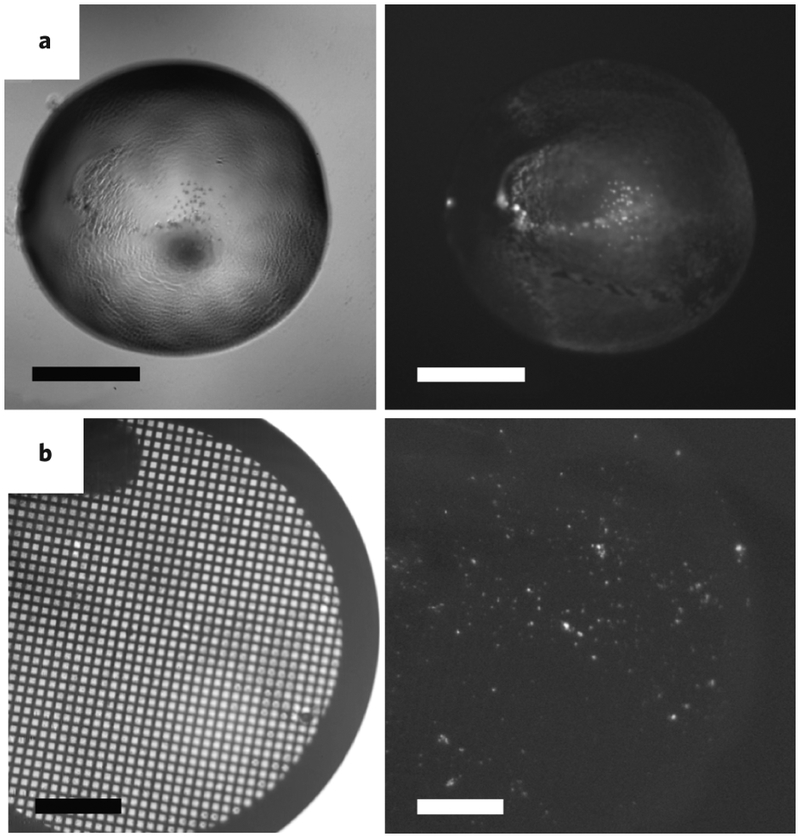 Figure 5: